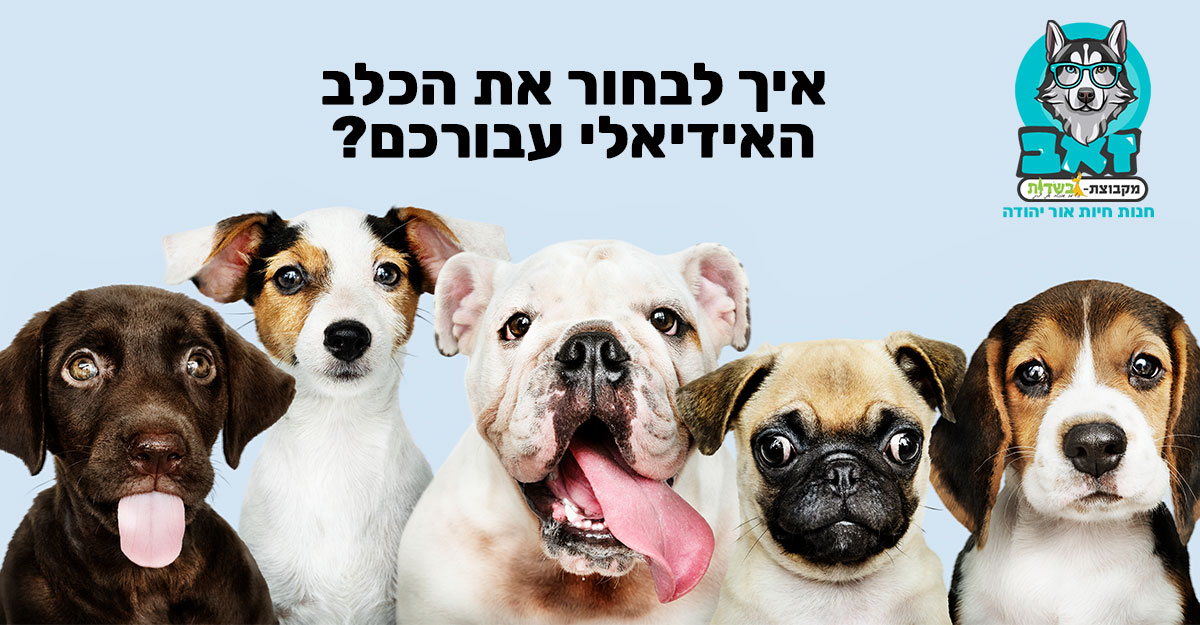 איך לבחור את הכלב האידיאלי עבורכם?