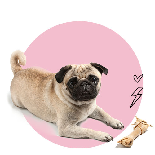 חטיפים לכלבים​