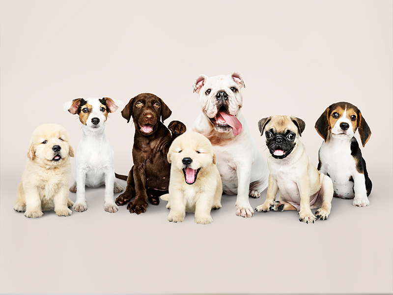 איך לבחור את הכלב האידיאלי עבורכם?