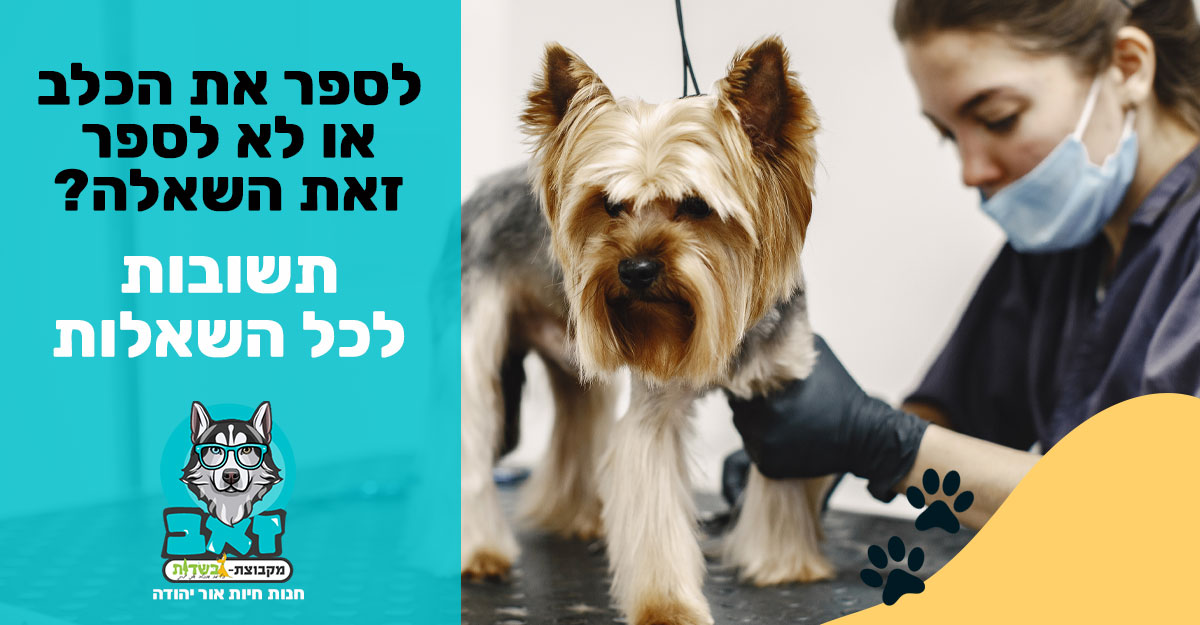 לספר את הכלב או לא לספר מספרת כלבים אור יהודה