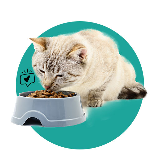 מזון יבש לחתולים​