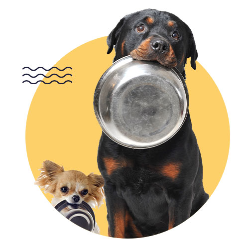 מזון יבש לכלבים