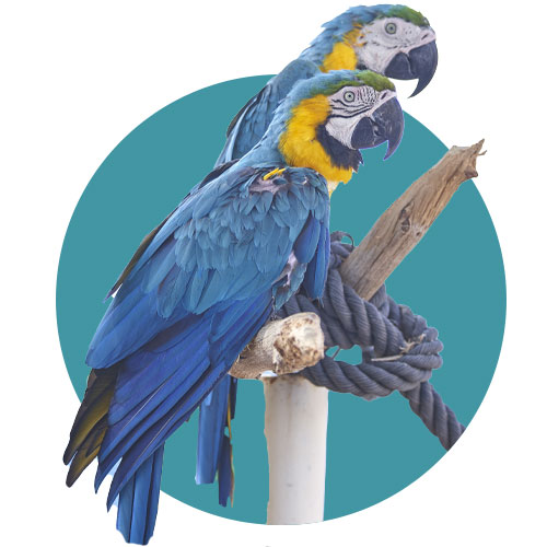 מזון-לציפורים-אור-יהודה