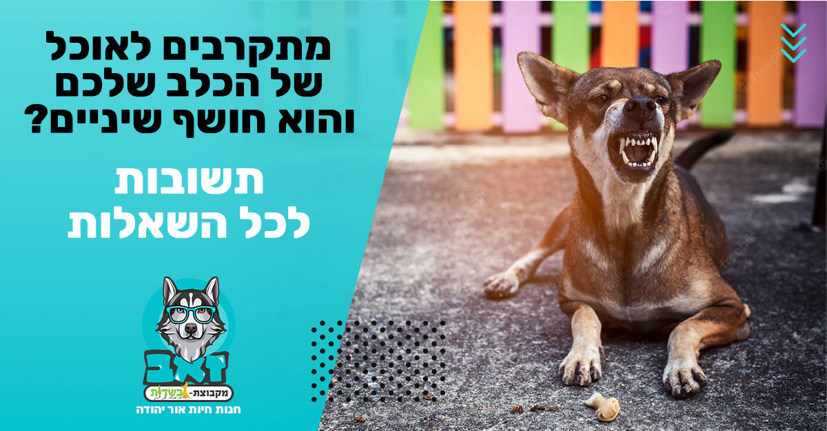 מתקרבים לאוכל של הכלב שלכם והוא חושף שיניים