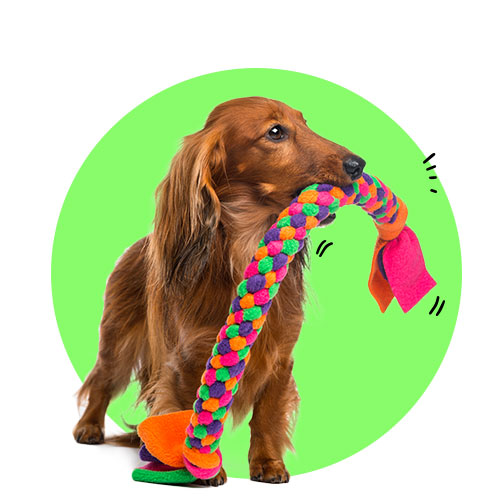 צעצועים לכלבים​