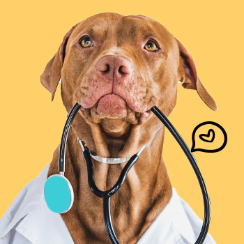 אוכל רפואי לכלבים