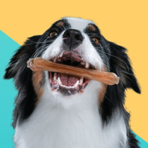 חטיפים לכלבים