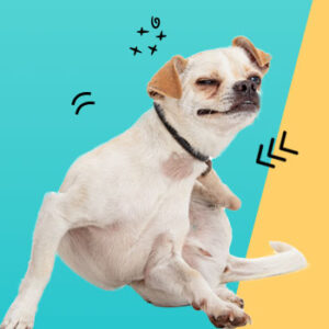 קולרי הדברה כלבים