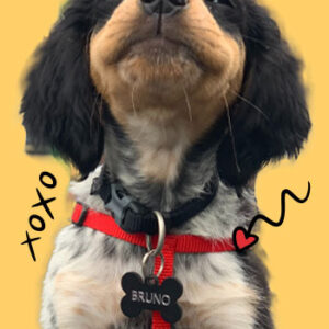 רצועות לכלבים