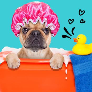 כלב באמבטיה חופף עם שמפו לכלבים